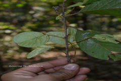 Neuropeltis malabarica